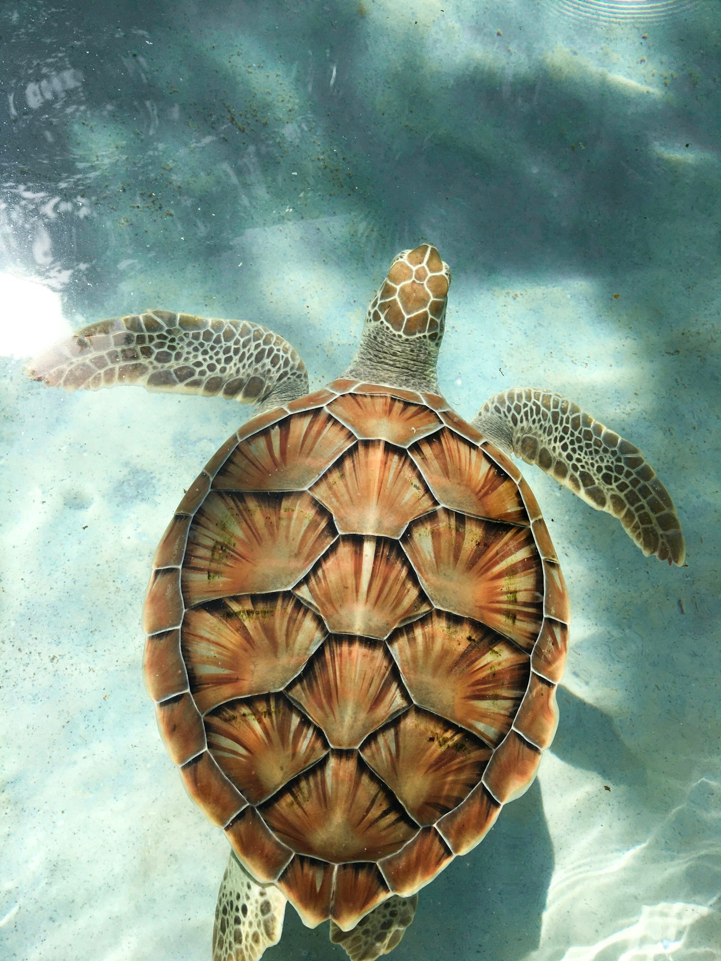 Why a Turtle’s Pace Reveals Deeper Truths