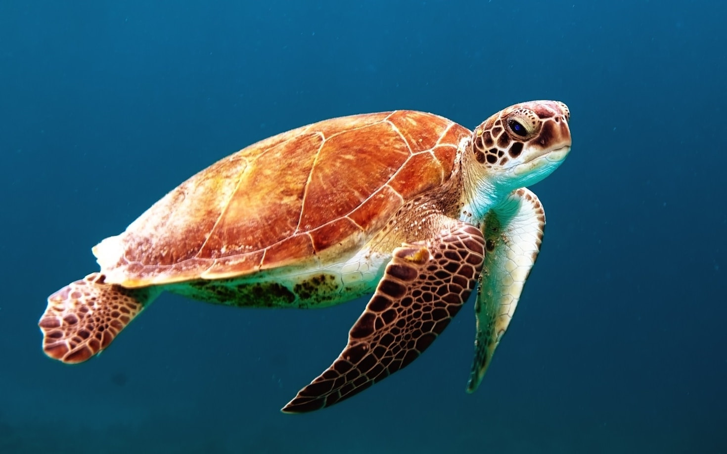 Turtle Insights: Seeing Beyond the Headlines