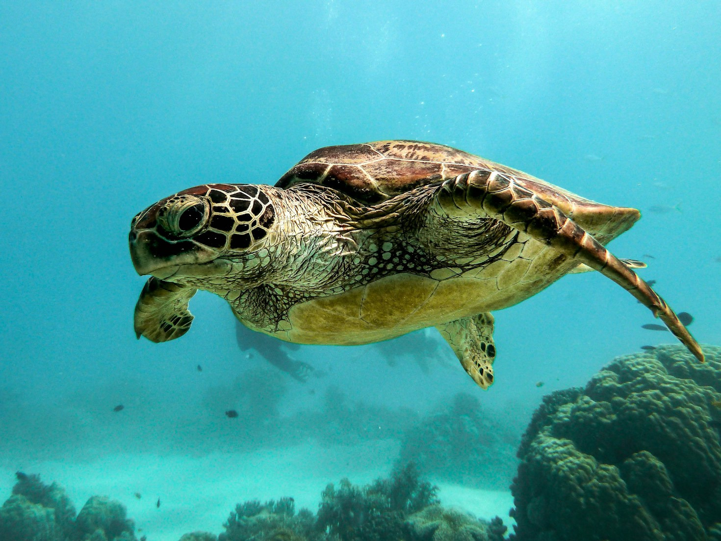 How Turtles Inspire Thoughtful Analysis