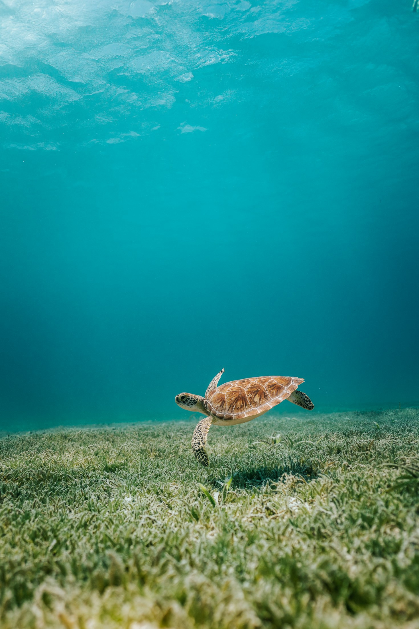 Unpacking Global Events at Turtle Speed